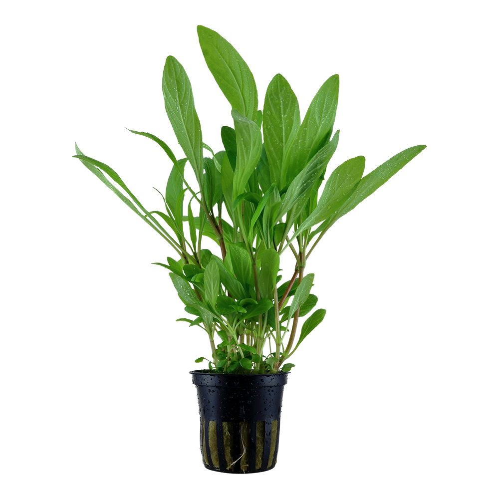 Hygrophila costata - Guyanischer Wasserfreund - im Topf Hygrophila costata - Guyanischer Wasserfreund - im Topf