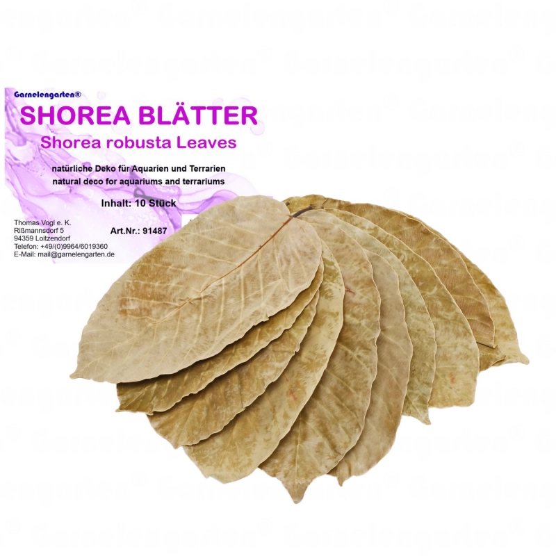 Shorea Blätter 10 Stück Shorea Blätter 10 Stück
