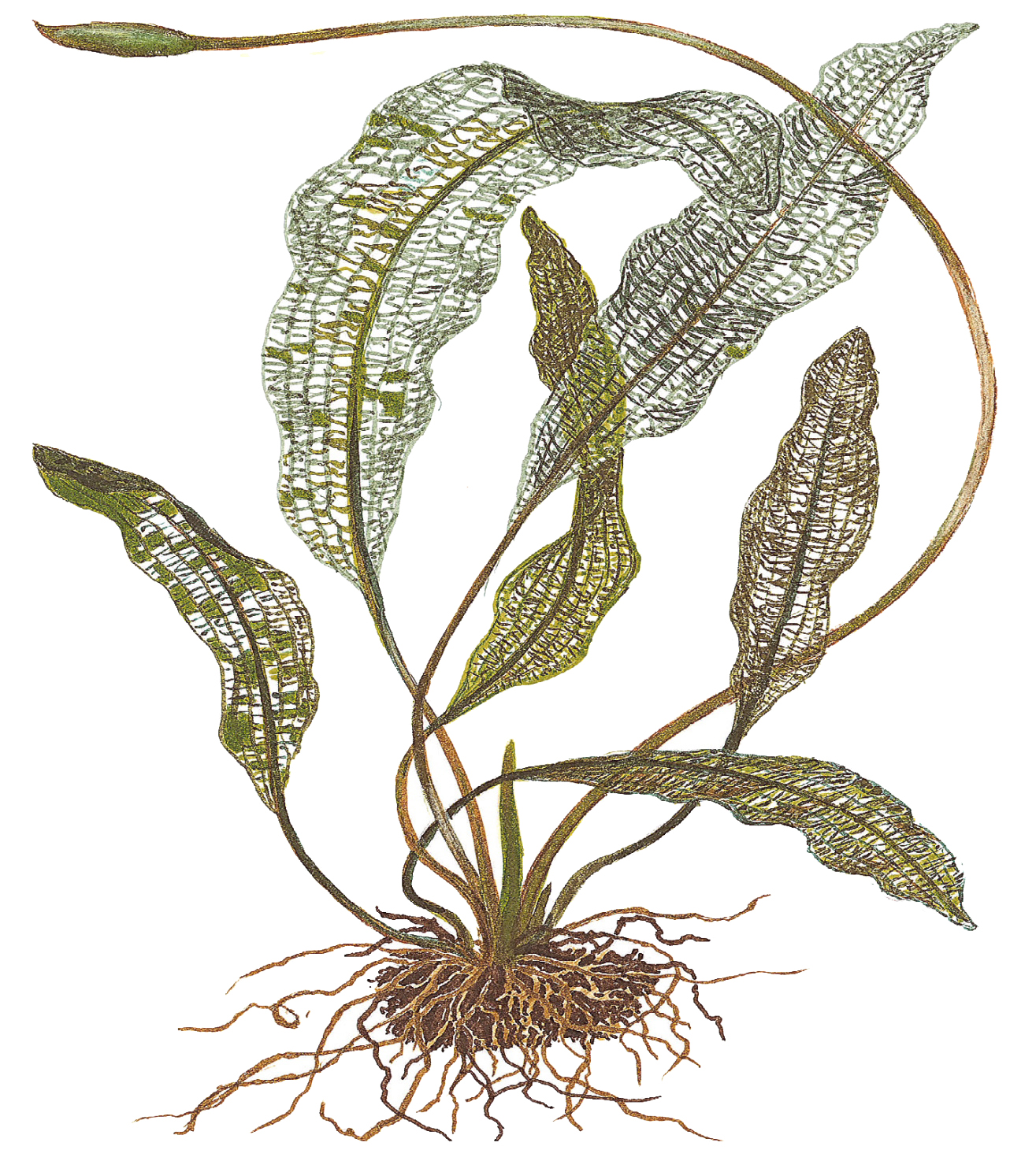 Tropica - Aponogeton madagascariensis - Madagaskar-Gitterpflanze - Knolle