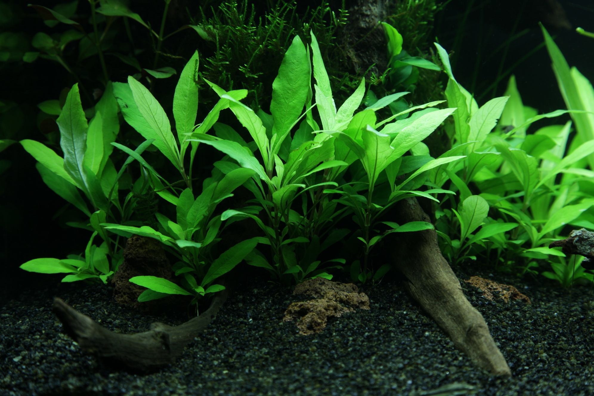 Hygrophila corymbosa 'Siamensis 53B' - Mini-Topf in Einzelverpackung