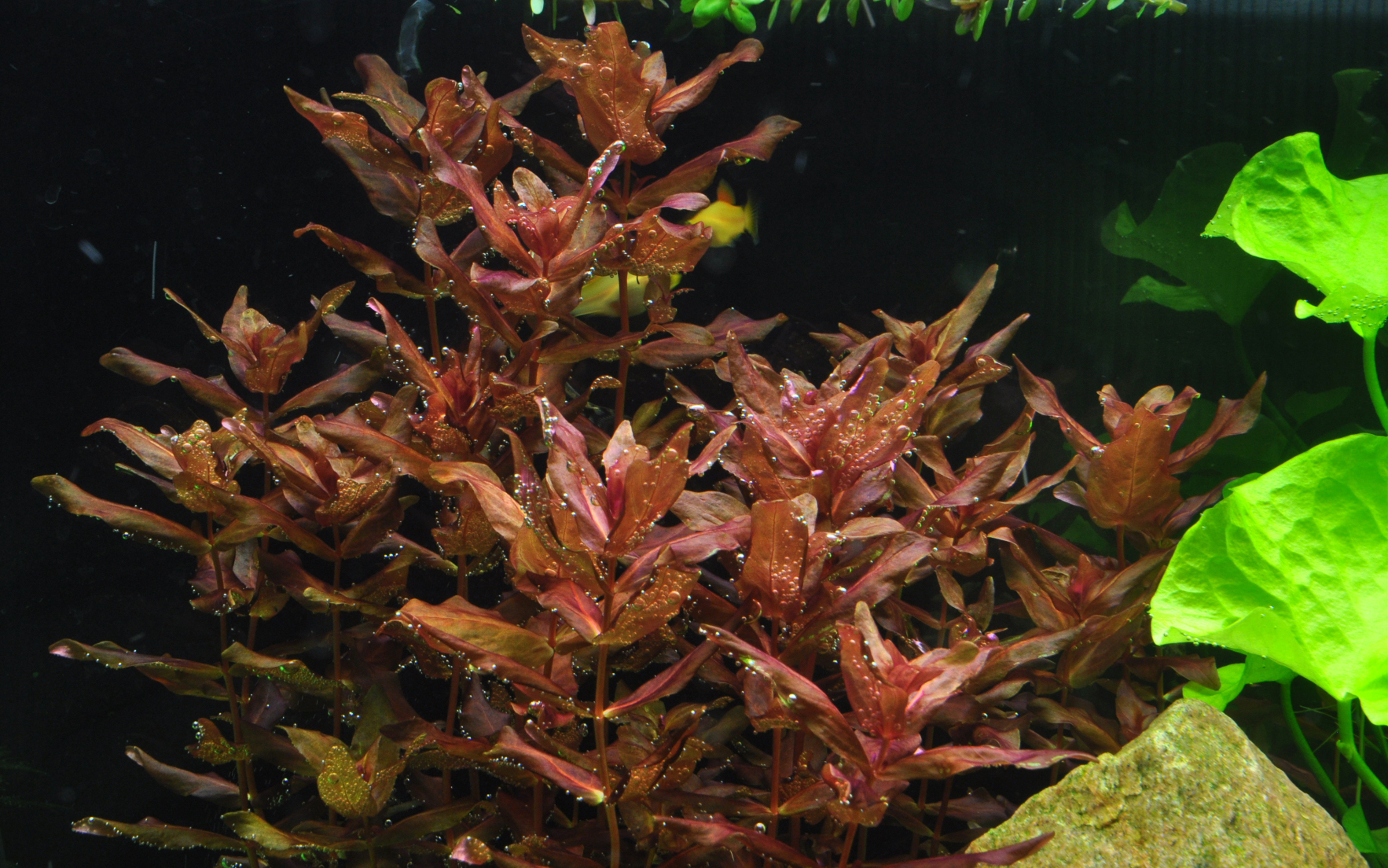 Tropica Rotala macrandra - Große Rotala - in Vitro