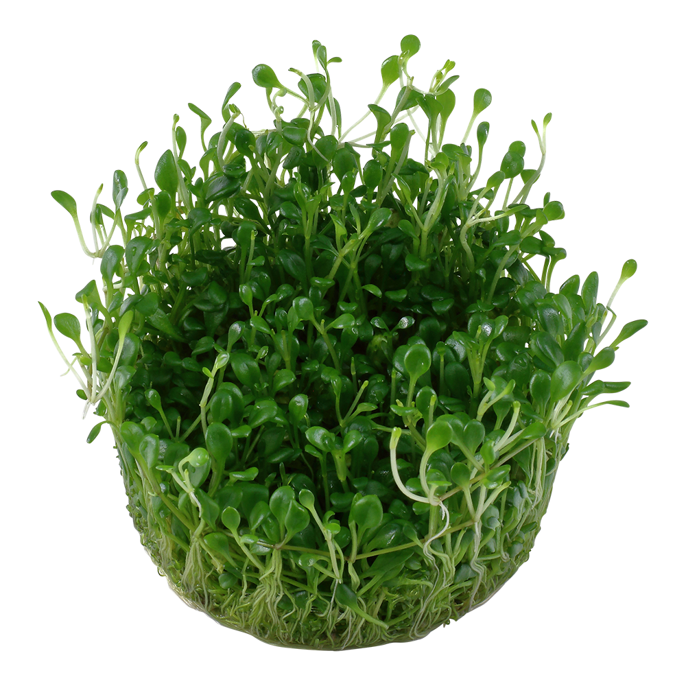 Glossostigma elatinoides - Australisches Zungenblatt - in Vitro Glossostigma elatinoides - Australisches Zungenblatt - in Vitro