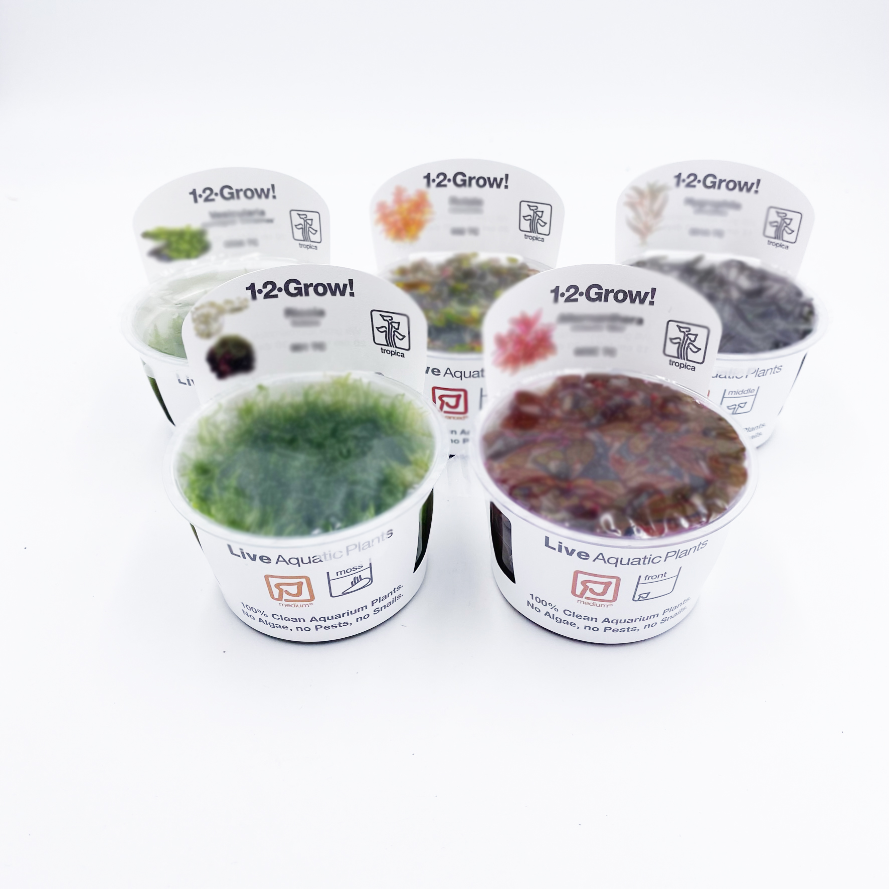 in Vitro Pflanzen Überraschungspaket 5 Becher