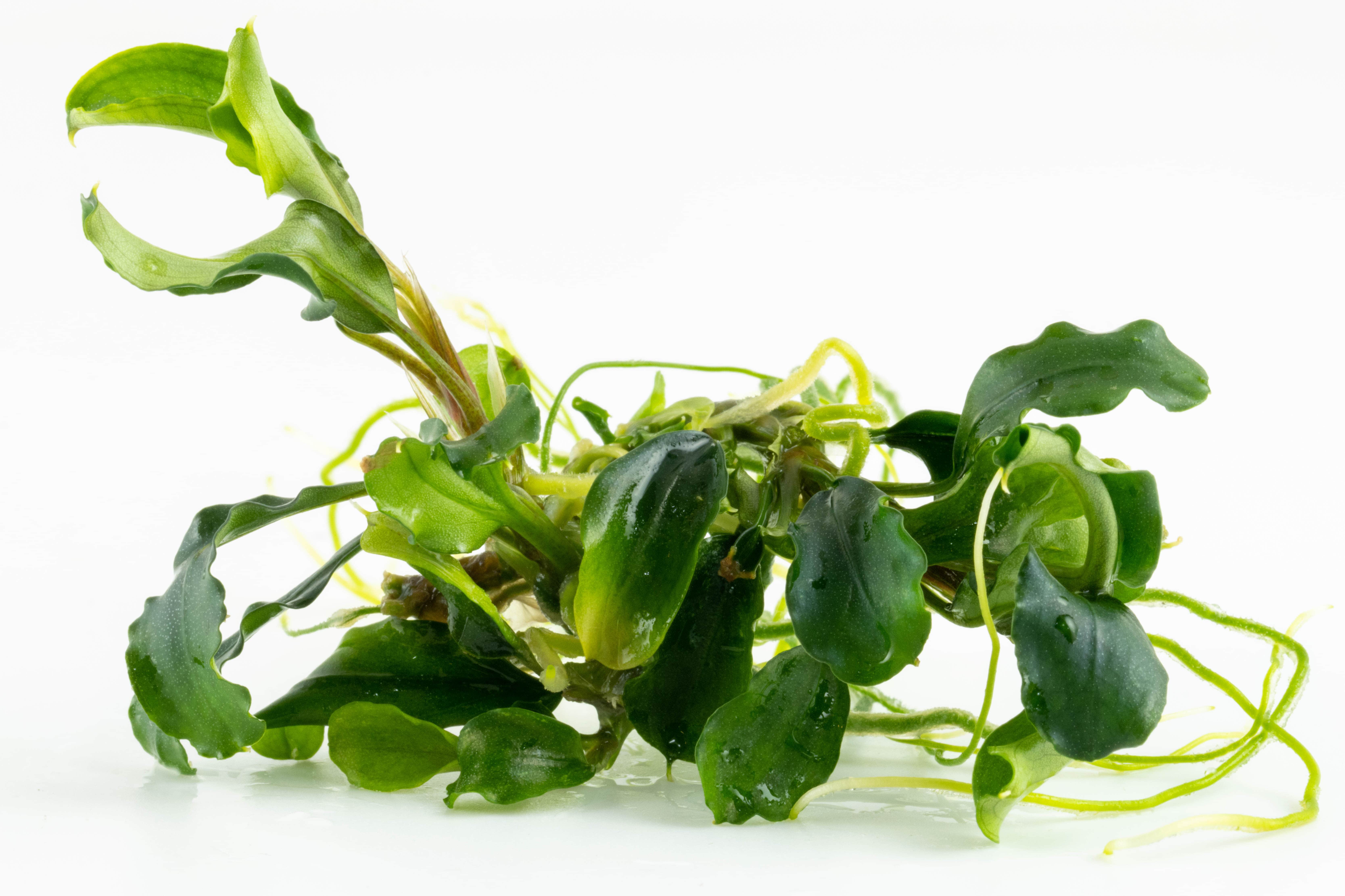 Bucephalandra pygmaea 'Bukit Kelam' - in Vitro Bucephalandra pygmaea 'Bukit Kelam' - in Vitro