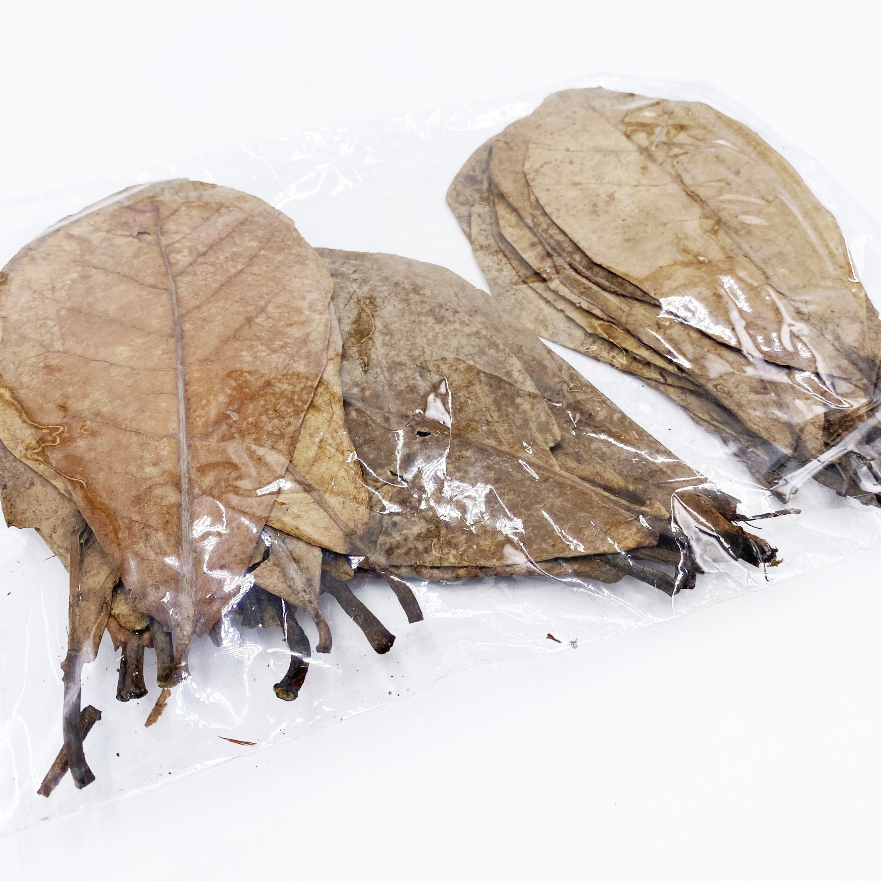 Seemandelbaumblätter 30 Stück