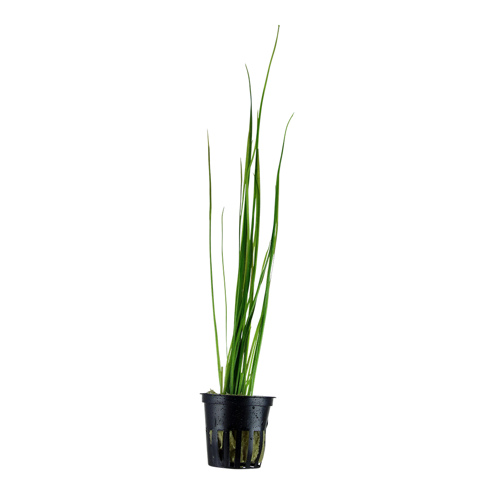 Vallisneria nana - Schmalblättrige Vallisnerie - im Topf Vallisneria nana - Schmalblättrige Vallisnerie - im Topf