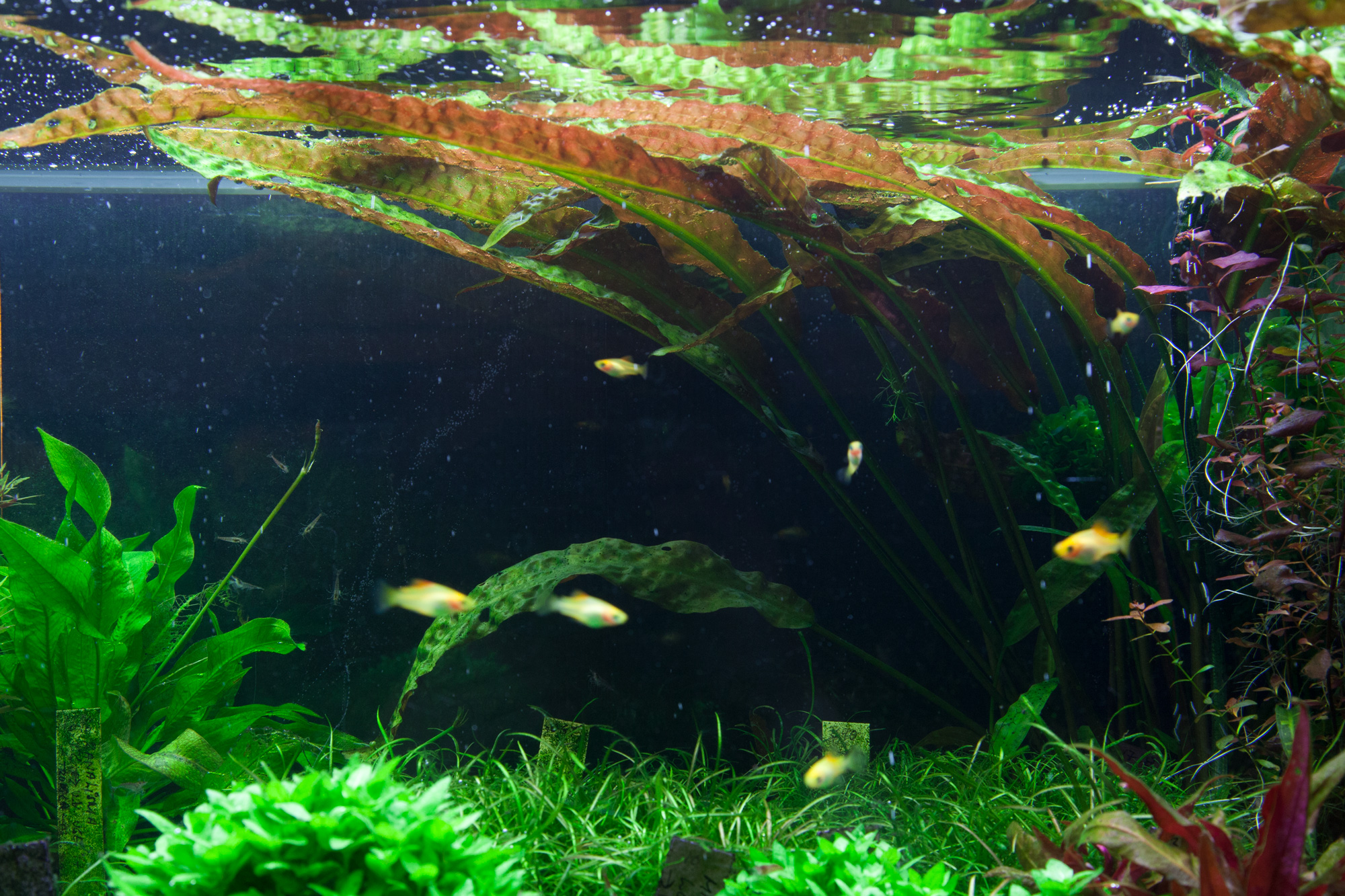 Tropica - Cryptocoryne usteriana - Riesen-Wasserkelch - im Topf Tropica - Cryptocoryne usteriana - Riesen-Wasserkelch - im Topf