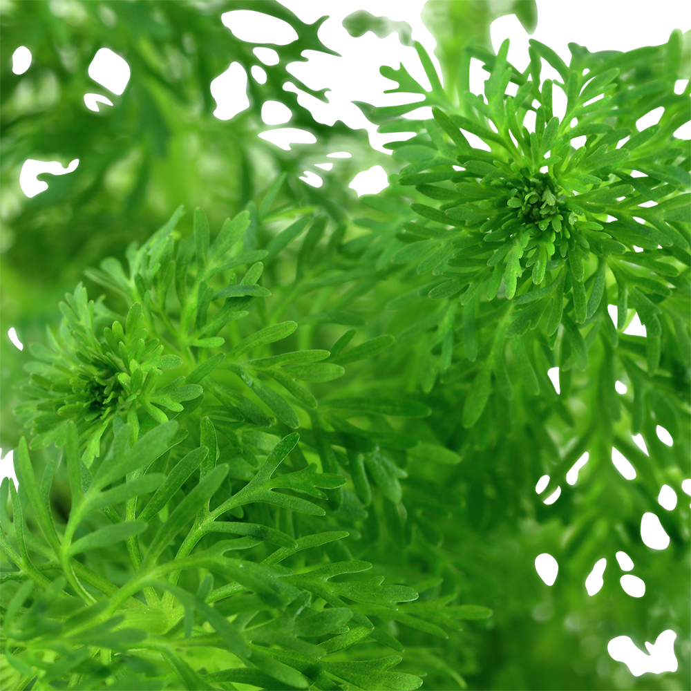 Limnophila sessiliflora - kleine Ambulia - Mini-Topf in Einzelverpackung Limnophila sessiliflora - kleine Ambulia - Mini-Topf in Einzelverpackung