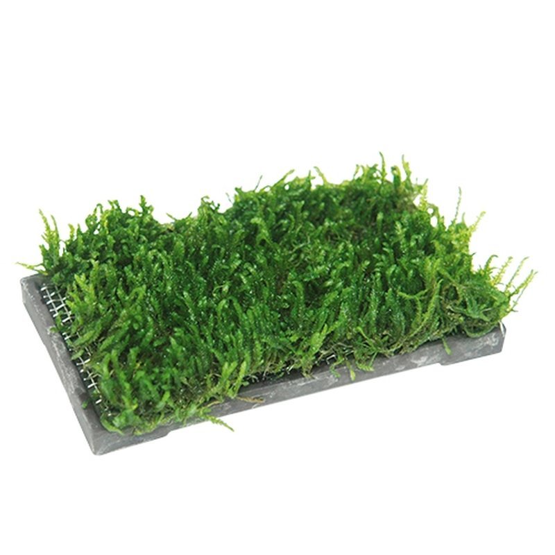 Moos Pad - Pflanzengitter 6 x 11 cm Moos Pad - Pflanzengitter 6 x 11 cm