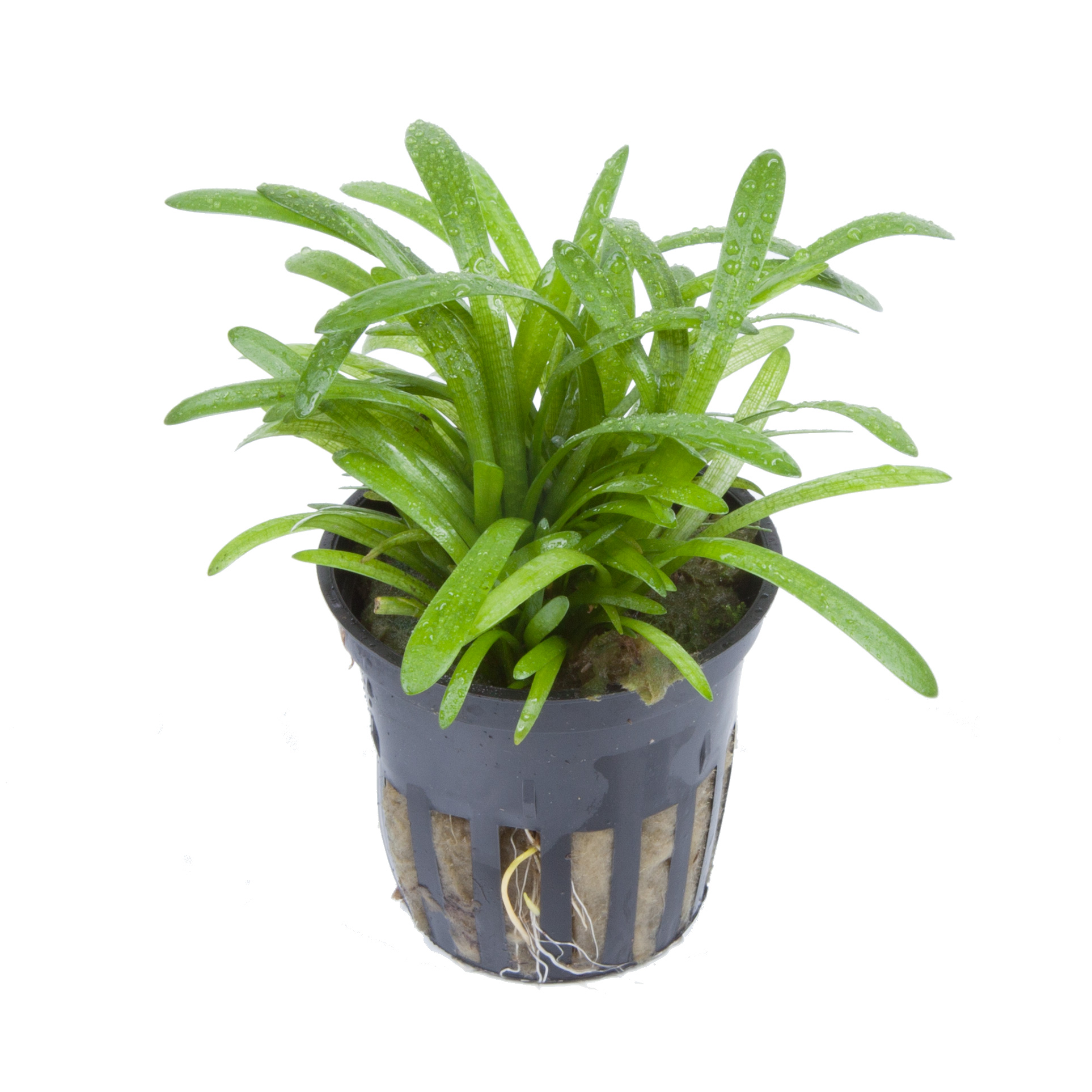 Sagittaria subulata - Kleines Pfeilkraut - im Topf in Einzelverpackung Sagittaria subulata - Kleines Pfeilkraut - im Topf in Einzelverpackung
