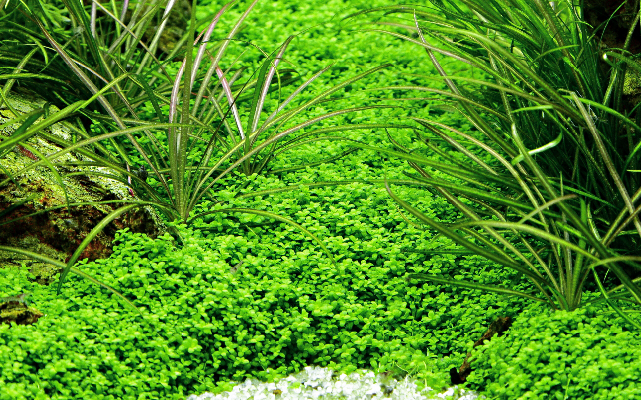 Micranthemum callitrichoides 'Cuba' - Kubanische Perlenkraut - in Vitro Micranthemum callitrichoides 'Cuba' - Kubanische Perlenkraut - in Vitro