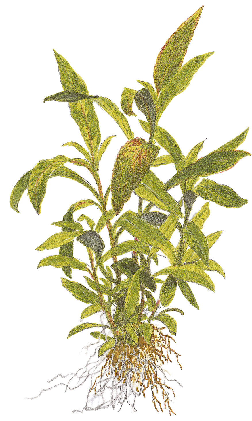 Hygrophila corymbosa 'Siamensis 53B' - im Topf