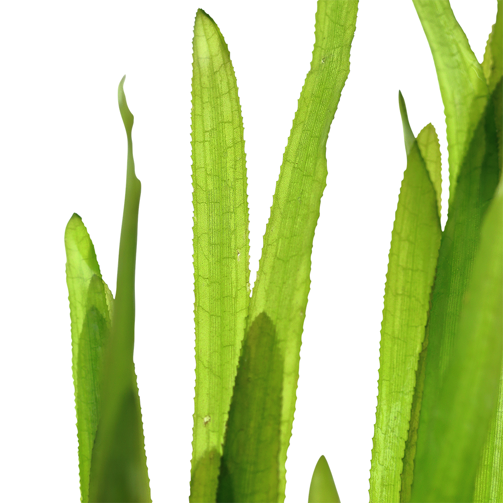 Vallisneria americana 'Natans' - Bundpflanze Vallisneria americana 'Natans' - Bundpflanze