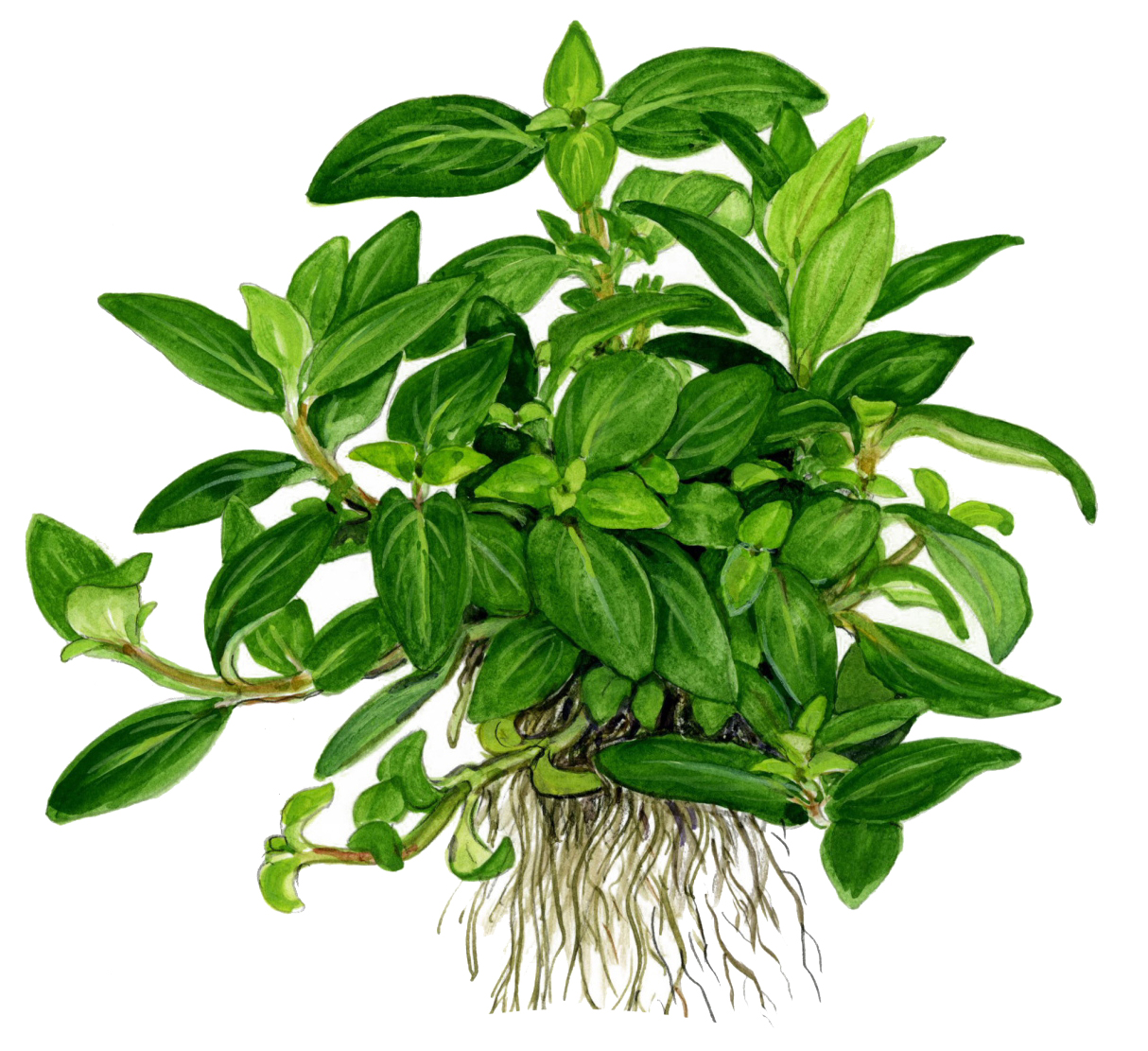 Staurogyne repens - Kriechende Staurogyne - im Topf