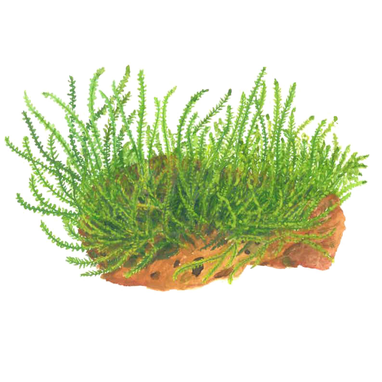 Tropica - Leptodictyum riparium - Ufermoos - stringy moss - In Vitro Tropica - Leptodictyum riparium - Ufermoos - stringy moss - In Vitro