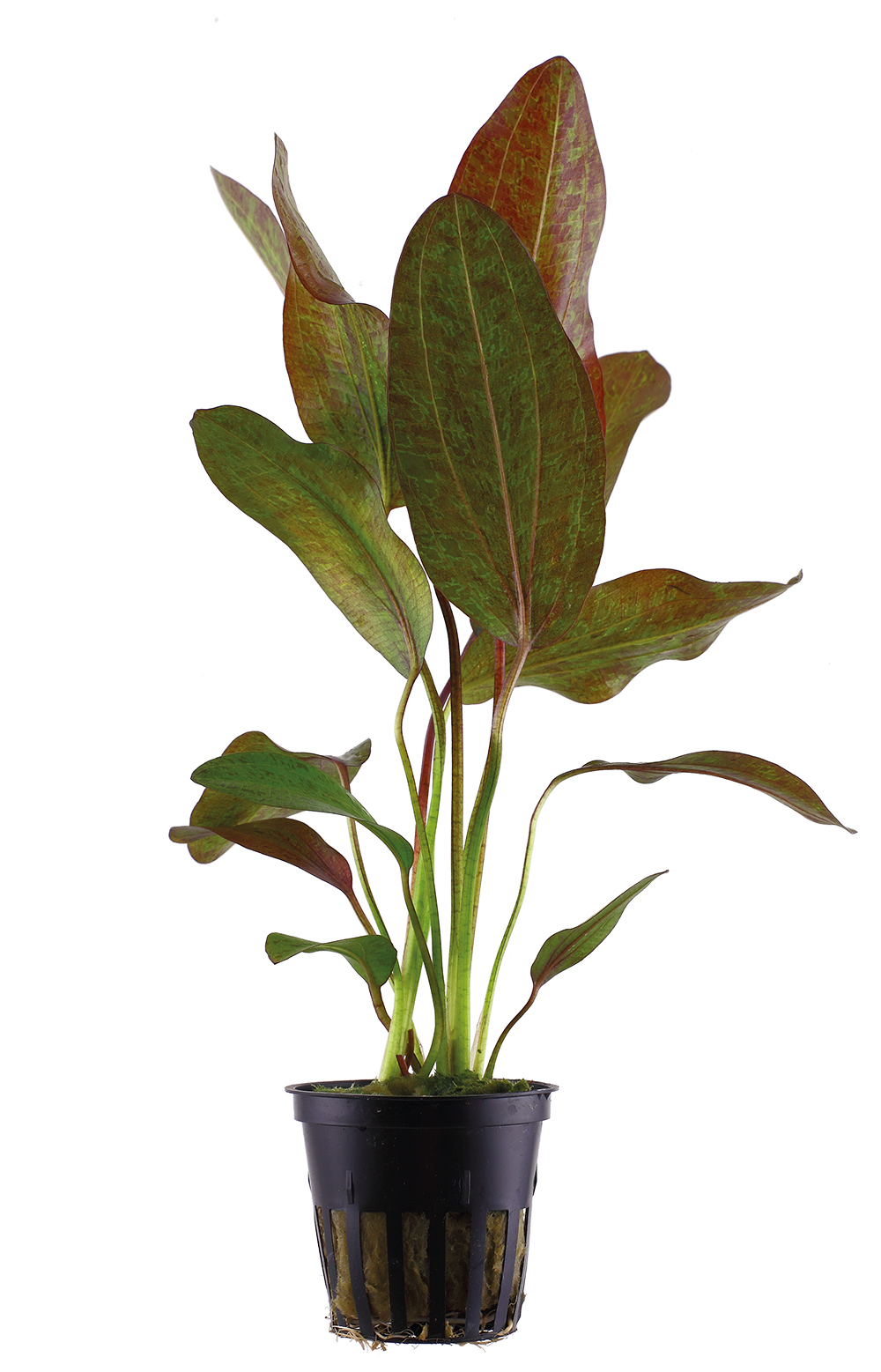 Echinodorus 'Ozelot' - Ozelot-Schwertpflanze - im Topf Echinodorus 'Ozelot' - Ozelot-Schwertpflanze - im Topf
