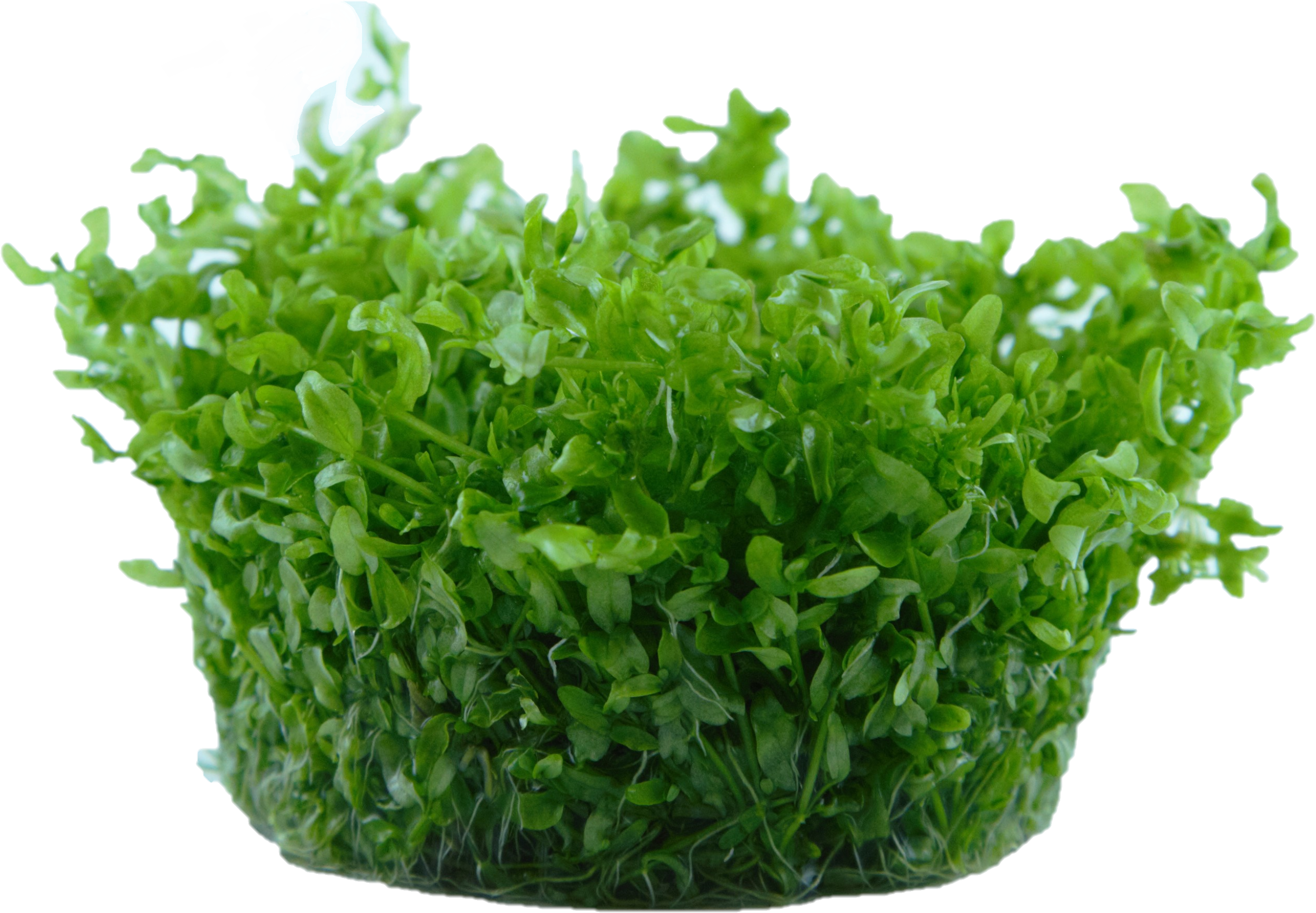 Tropica - Hemianthus micranthemoides - Quirlblättriges Perlenkraut - in Vitro Tropica - Hemianthus micranthemoides - Quirlblättriges Perlenkraut - in Vitro