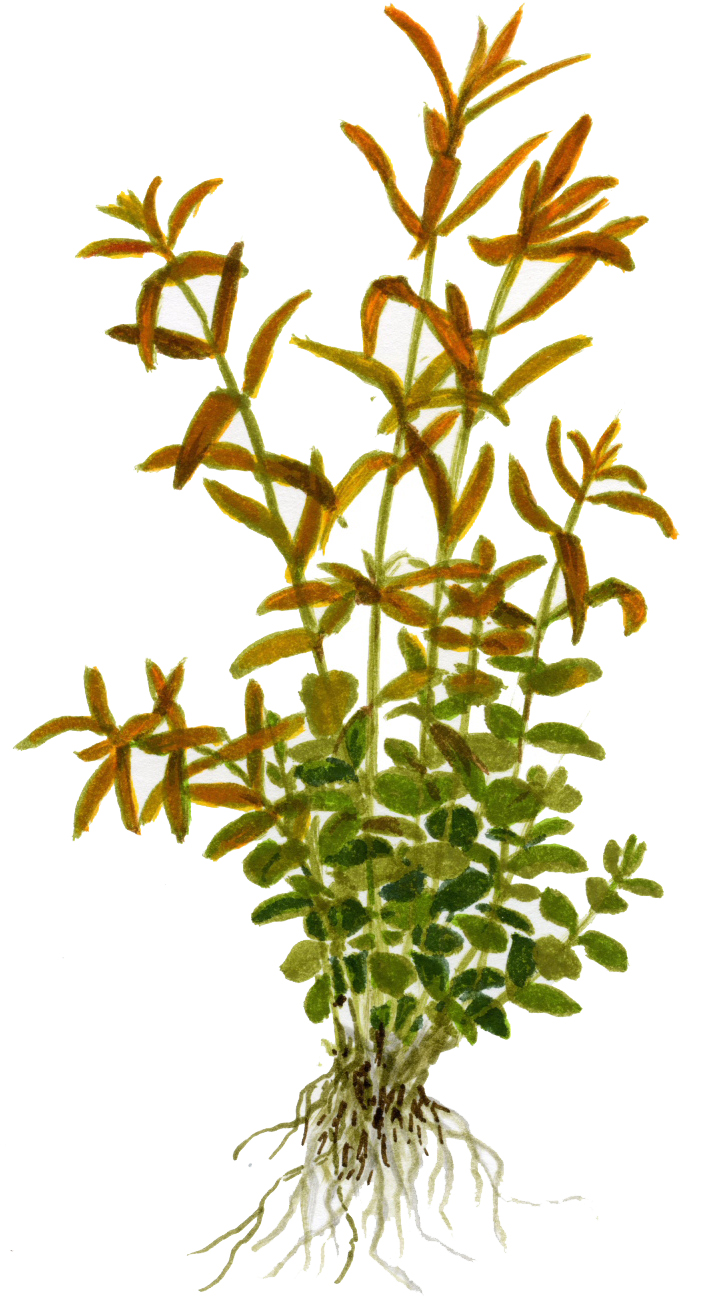 Rotala rotundifolia - Rundblättrige Rotala - im Topf