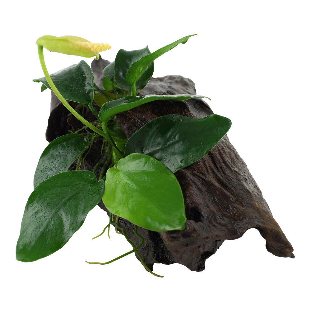 Anubias barteri var. nana - auf Wurzel Anubias barteri var. nana - auf Wurzel