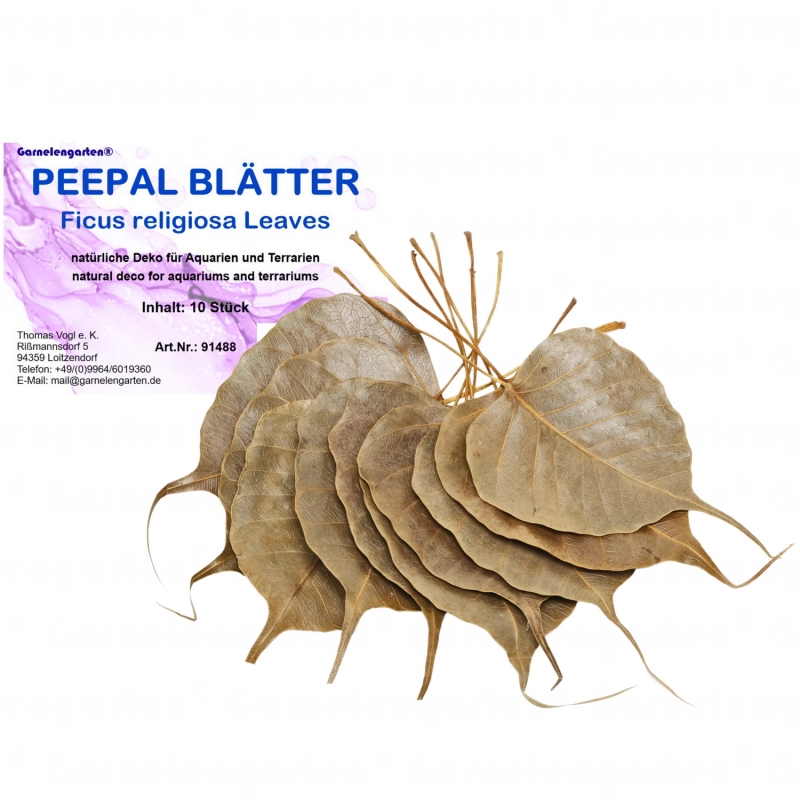 Garnelengarten Peepal Blätter Garnelengarten Peepal Blätter