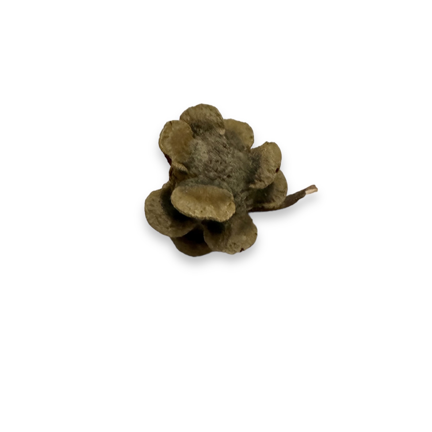 Banksien Laricina Zapfen 5-7 cm