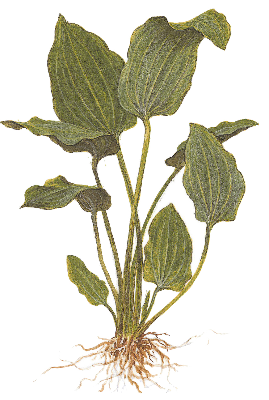 Echinodorus palifolius - Steifblättriger Froschlöffel - Mutterpflanze im XL-Topf