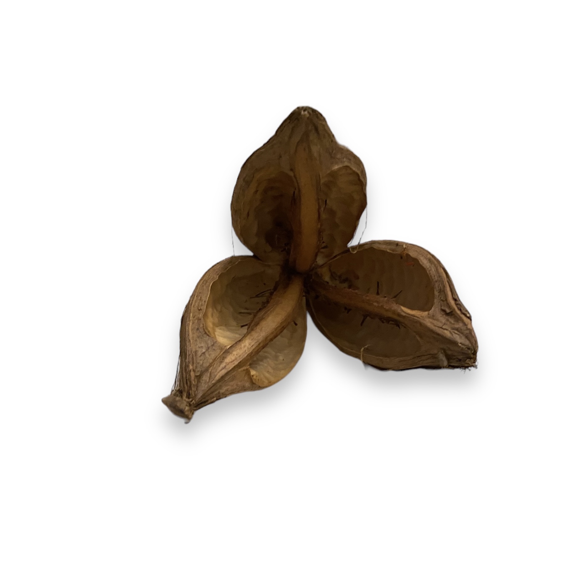 Sororoca Blume 9-14 cm Sororoca Blume 9-14 cm