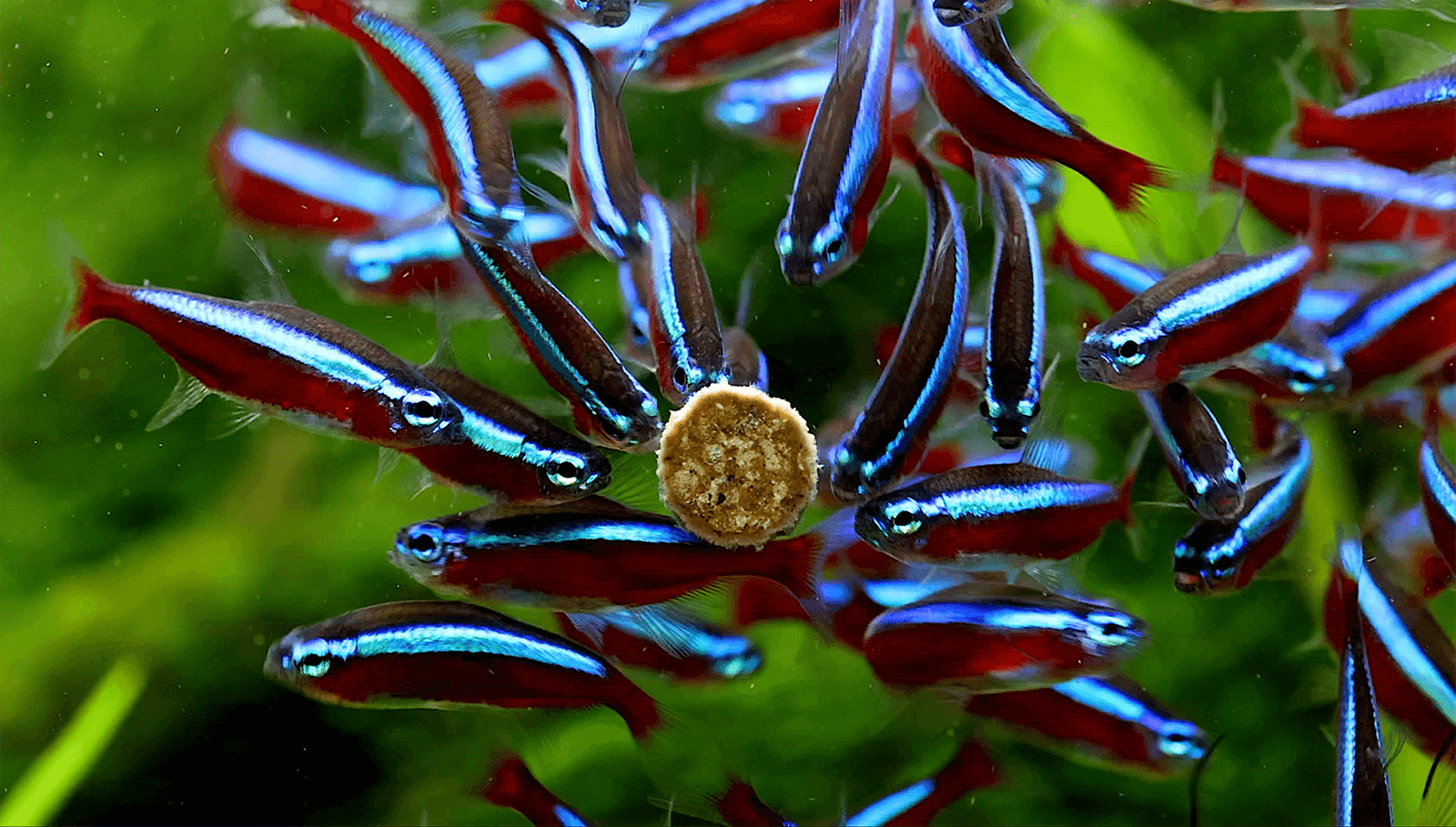 NatureHolic NipTabs Energy Complete - Hafttabletten Aquarium NatureHolic NipTabs Energy Complete - Hafttabletten Aquarium
