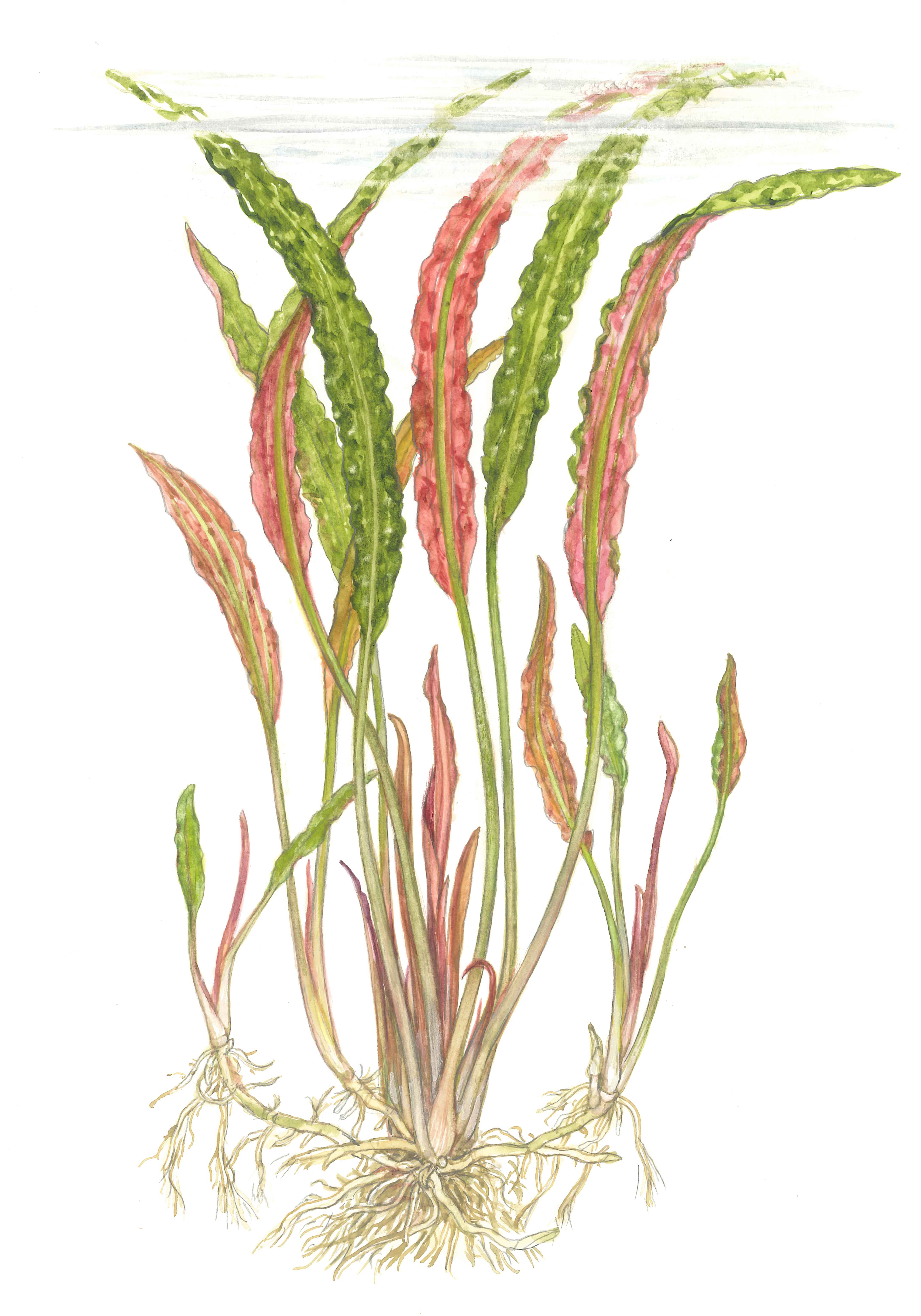 Tropica - Cryptocoryne usteriana - Riesen-Wasserkelch - im Topf Tropica - Cryptocoryne usteriana - Riesen-Wasserkelch - im Topf