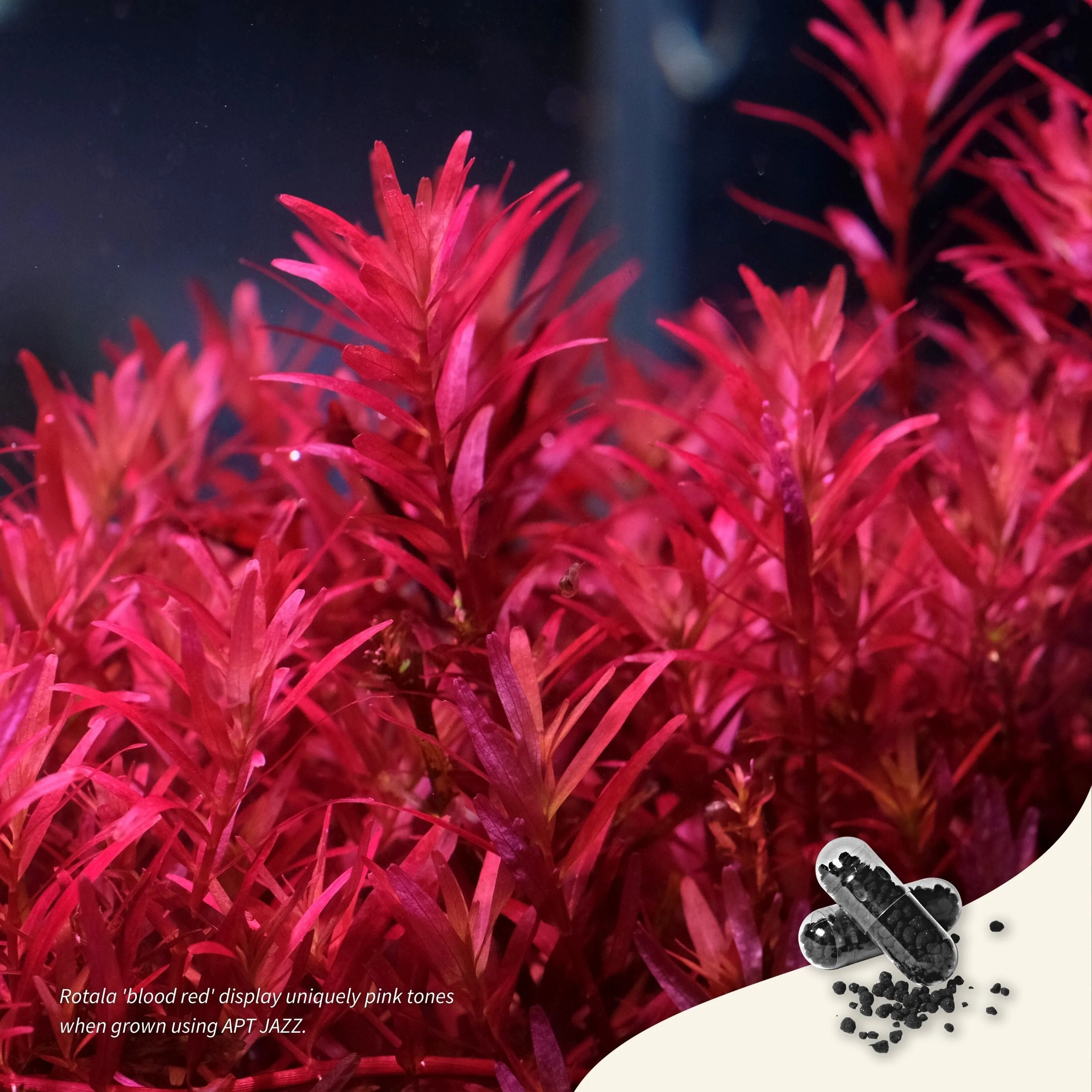 2Hr Aquarist APT J/Jazz Düngekapseln - 54 Stück 2Hr Aquarist APT J/Jazz Düngekapseln - 54 Stück