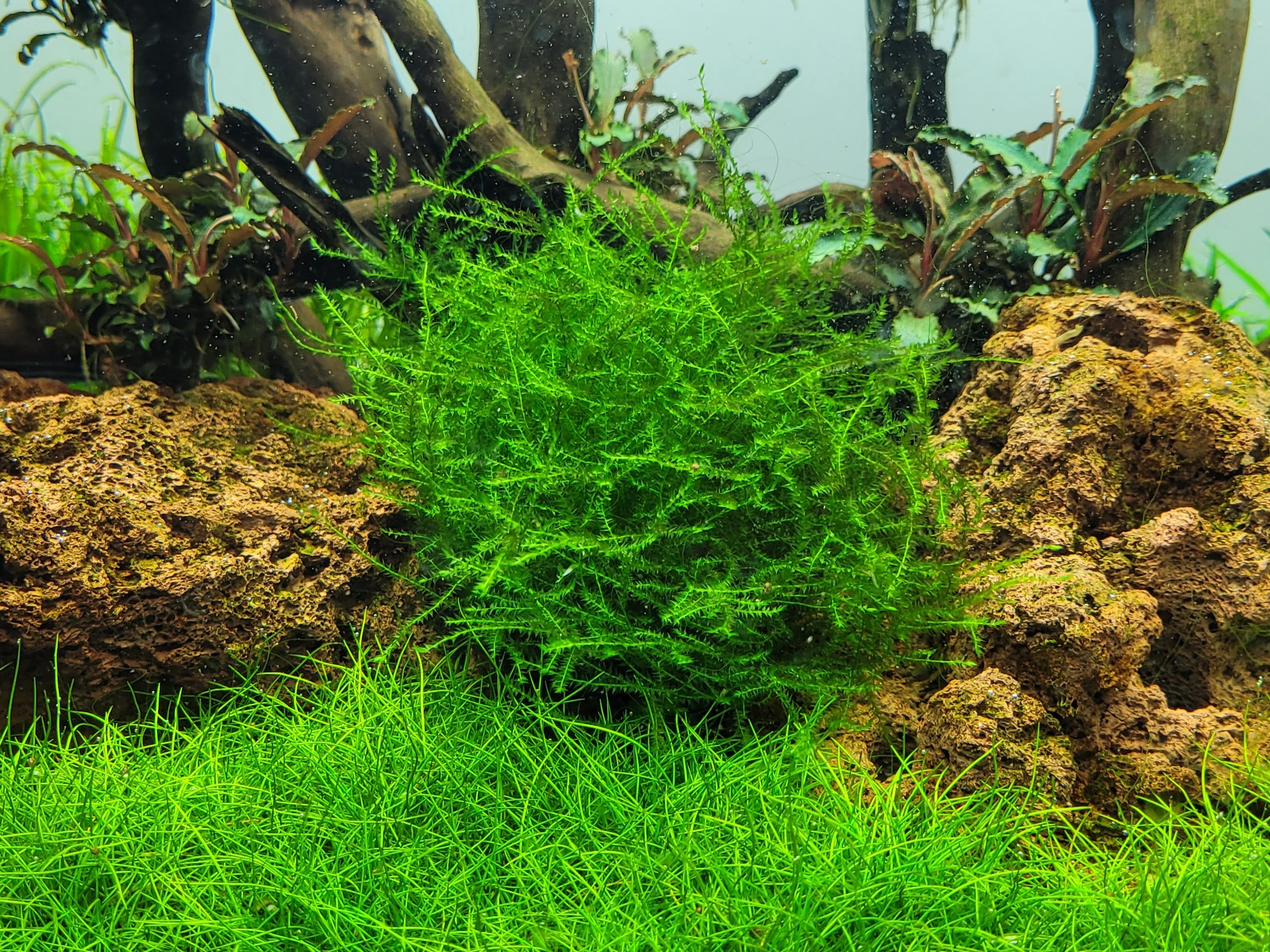 Tropica - Leptodictyum riparium - Ufermoos - stringy moss - In Vitro Tropica - Leptodictyum riparium - Ufermoos - stringy moss - In Vitro