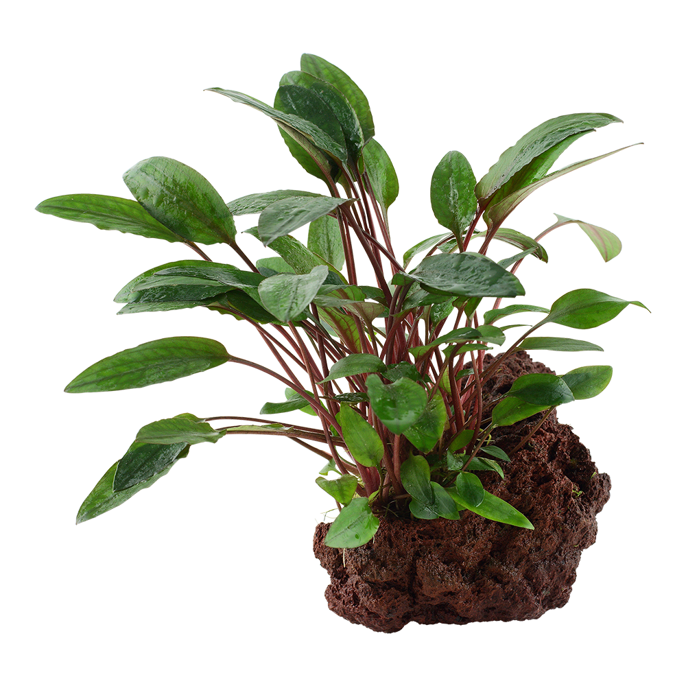 Cryptocoryne beckettii 'Petchii' - Wendts Wasserkelch grün - auf Lavastein Cryptocoryne beckettii 'Petchii' - Wendts Wasserkelch grün - auf Lavastein
