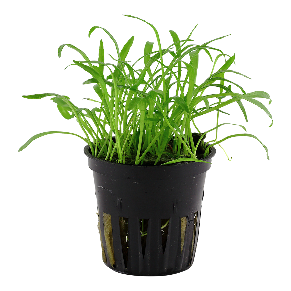 Tropica - Lilaeopsis brasiliensis - Brasilianische Graspflanze - im Topf in Einzelverpackung Tropica - Lilaeopsis brasiliensis - Brasilianische Graspflanze - im Topf in Einzelverpackung