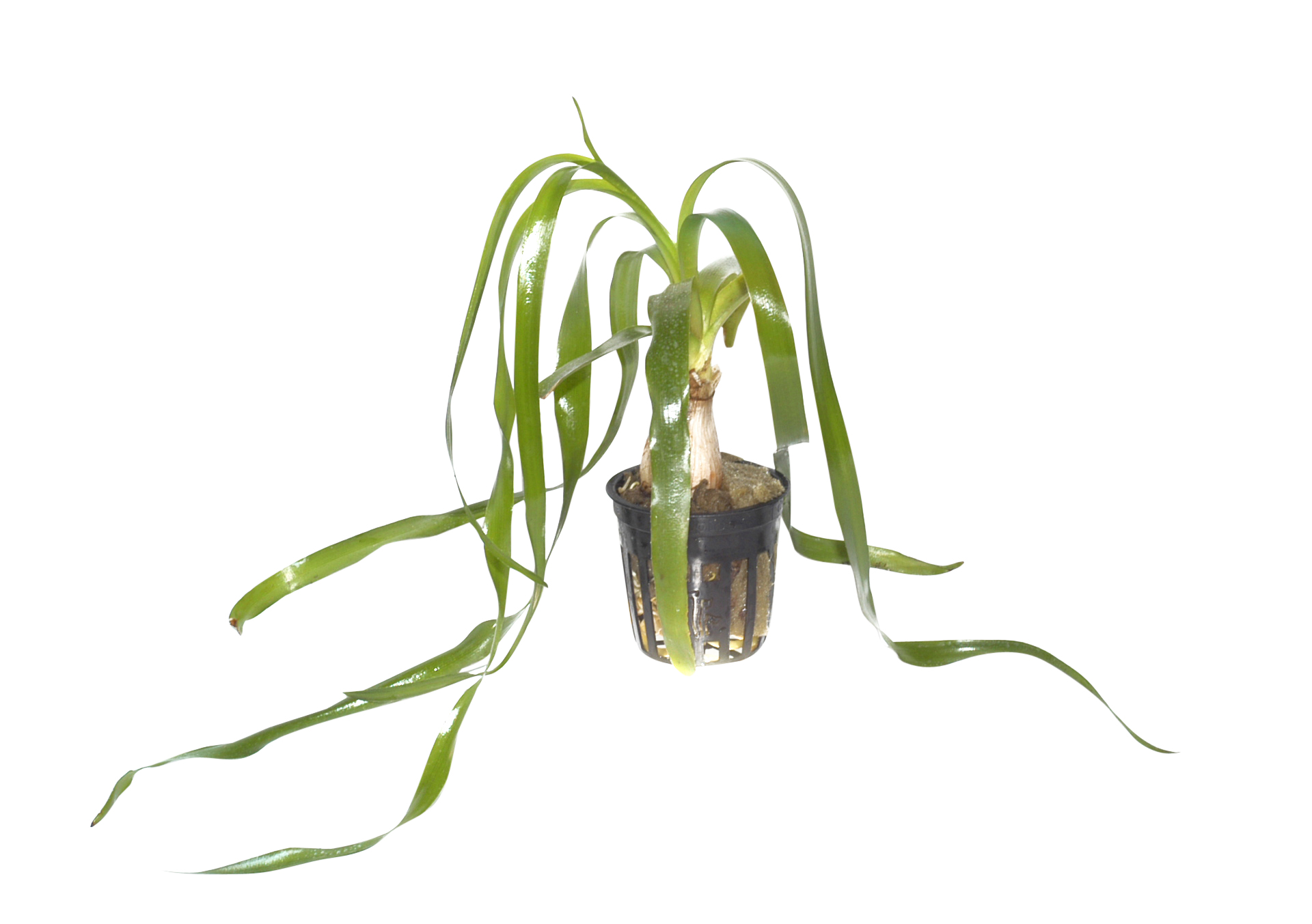 Crinum thaianum - Thailändische Hakenlilie - im Topf