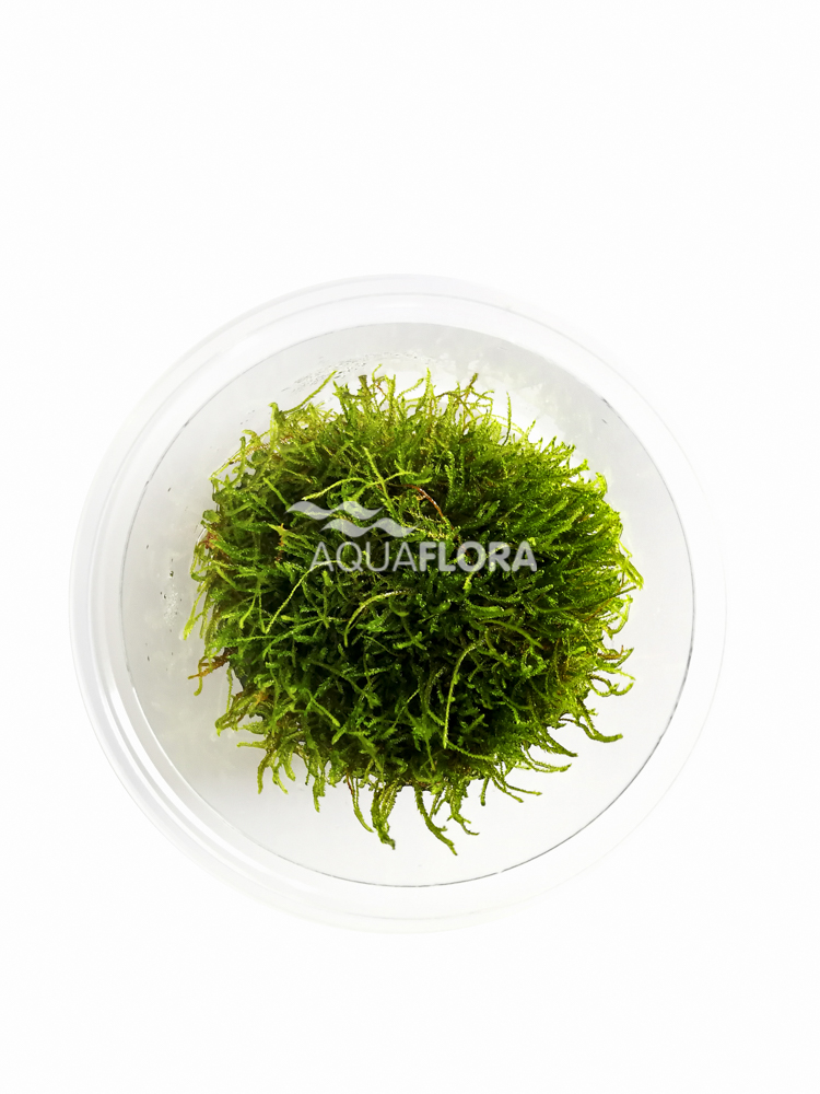Aquaflora - Taxiphyllum sp. 'Giant' - In Vitro Aquaflora - Taxiphyllum sp. 'Giant' - In Vitro