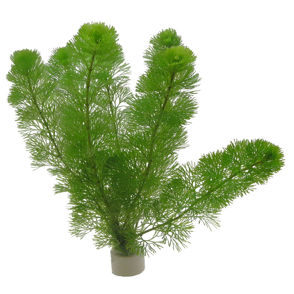 Cabomba aquatica - Riesen-Haarnixe - im Bund