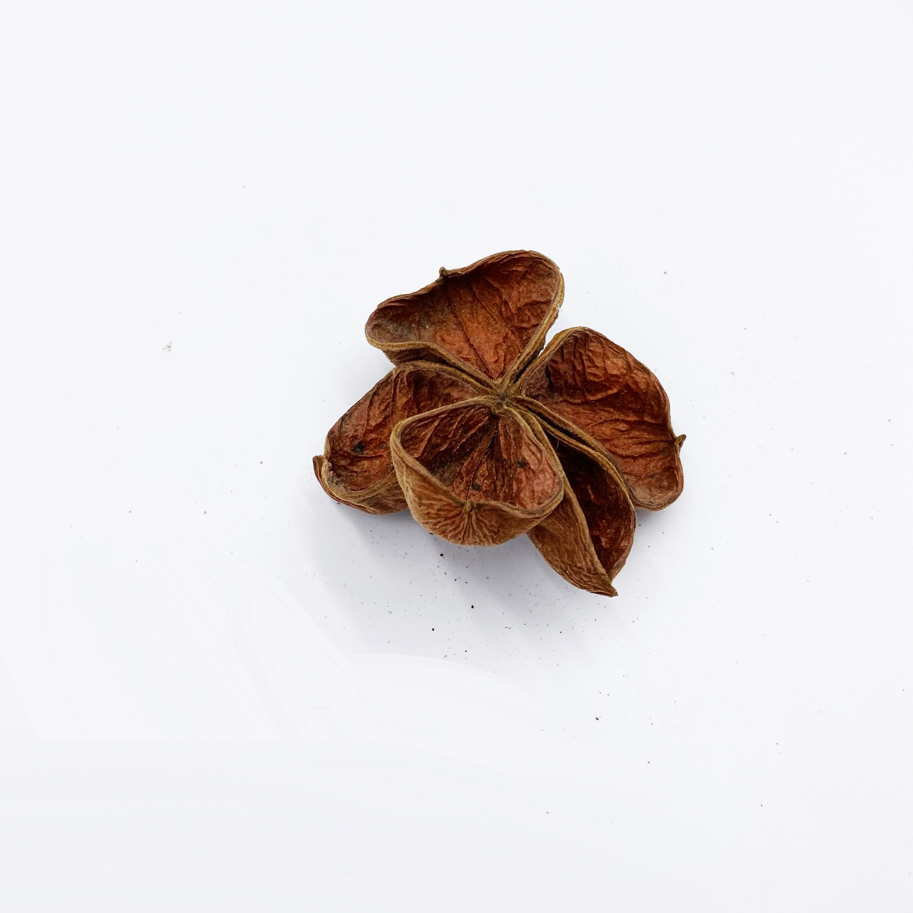 Landlotus | Sterculia urens