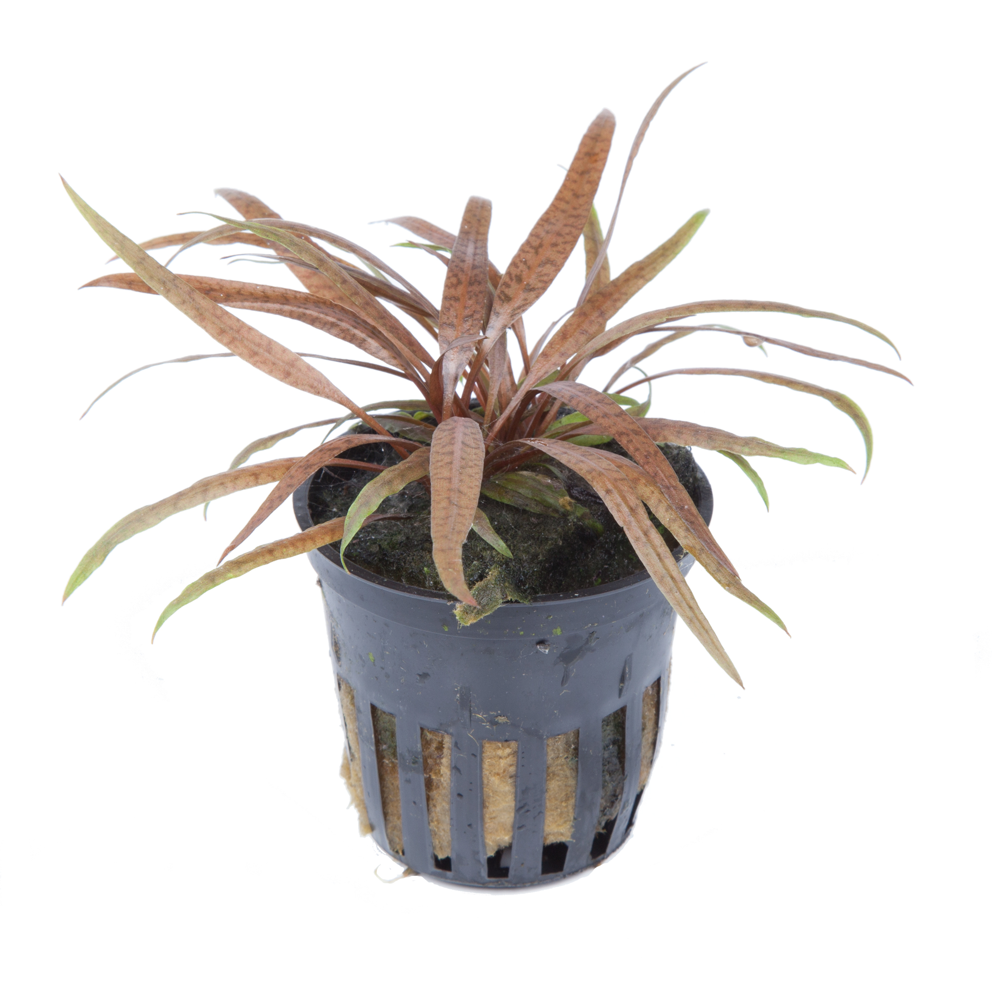 Cryptocoryne albida 'Brown' - Brauner Wasserkelch - im Topf Cryptocoryne albida 'Brown' - Brauner Wasserkelch - im Topf