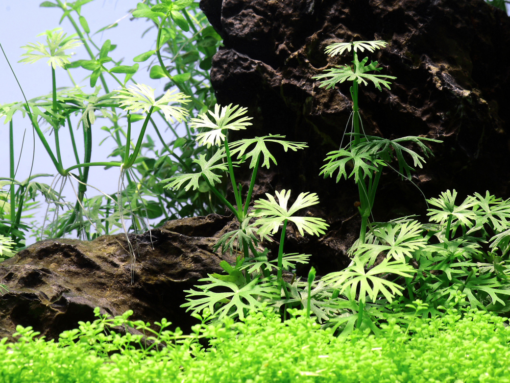 Ranunculus inundatus - Großer Fluss Hahnenfuß - in Vitro