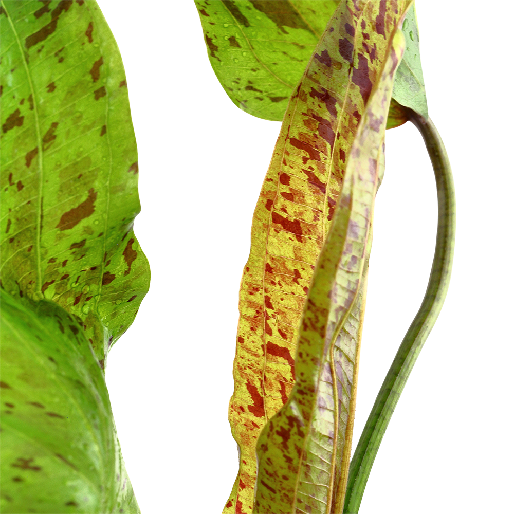 Echinodorus 'Ozelot Green' - Ozelot-Schwertpflanze - im Topf Echinodorus 'Ozelot Green' - Ozelot-Schwertpflanze - im Topf