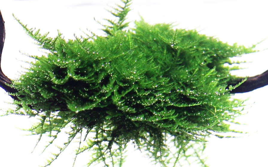 Vesicularia montagnei 'Christmas Moss' - in Vitro