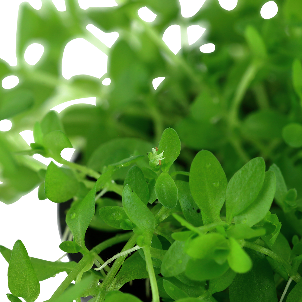 Tropica - Hemianthus micranthemoides - Quirlblättriges Perlenkraut - in Vitro Tropica - Hemianthus micranthemoides - Quirlblättriges Perlenkraut - in Vitro