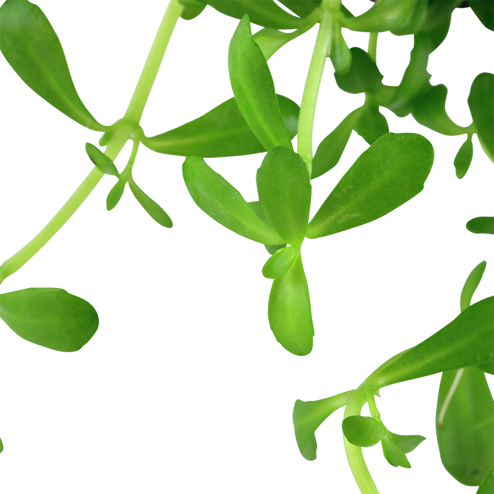 Bacopa monnieri 'Compact' - Kleines Fettblatt, kompakt - Topf in Einzelverpackung Bacopa monnieri 'Compact' - Kleines Fettblatt, kompakt - Topf in Einzelverpackung
