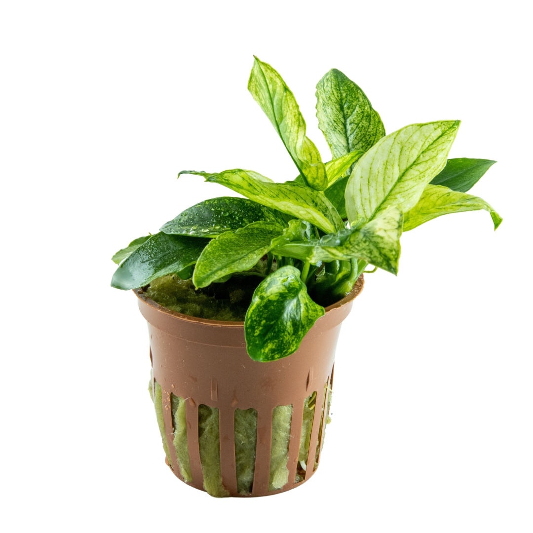 Tropica - Anubias barteri var. nana 'Pinto' - im Topf Tropica - Anubias barteri var. nana 'Pinto' - im Topf