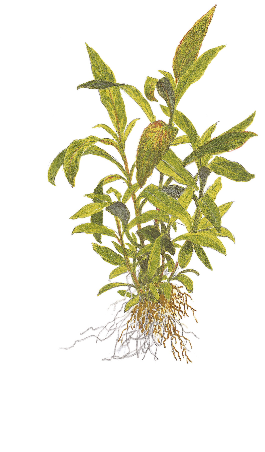 Hygrophila corymbosa 'Siamensis 53B' - Topf in Einzelverpackung