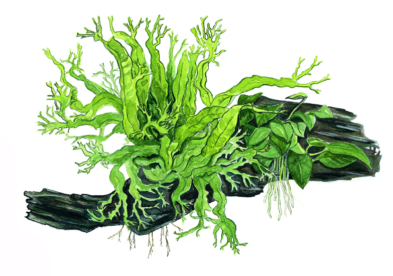 Microsorum sp.auf Wurzel mit Sauger Microsorum sp.auf Wurzel mit Sauger