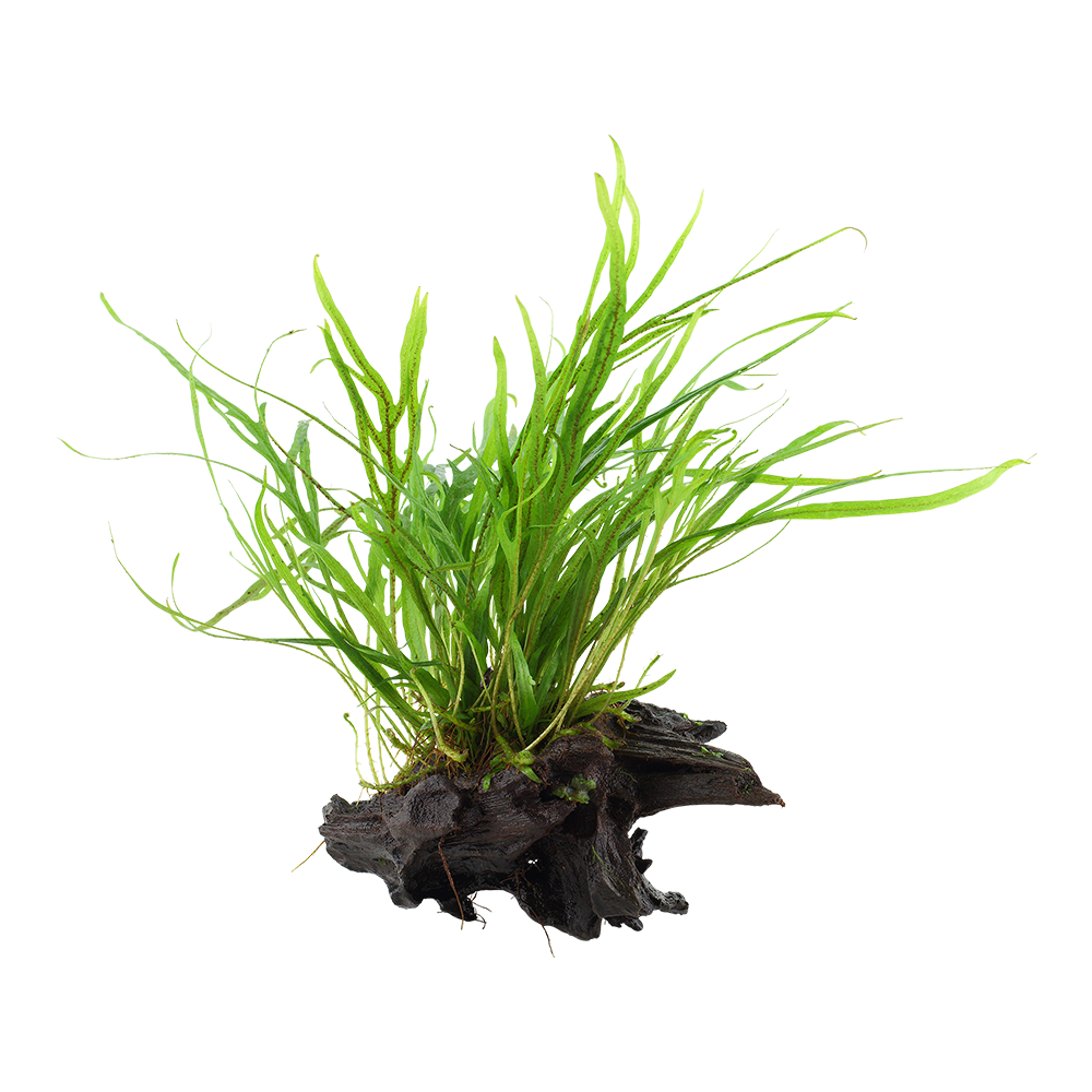 Microsorum pteropus 'Trident' - Trident-Javafarn - auf Wurzel Microsorum pteropus 'Trident' - Trident-Javafarn - auf Wurzel