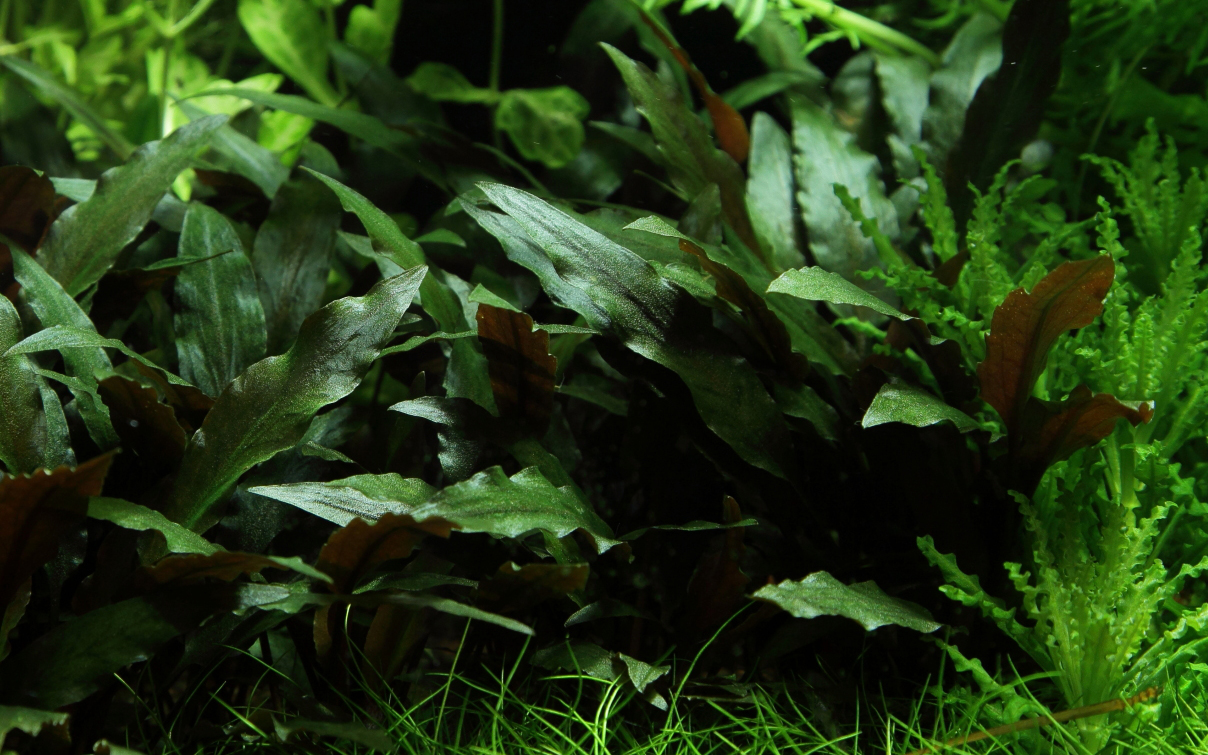 Cryptocoryne beckettii 'Petchii' - Wendts Wasserkelch grün - auf Lavastein