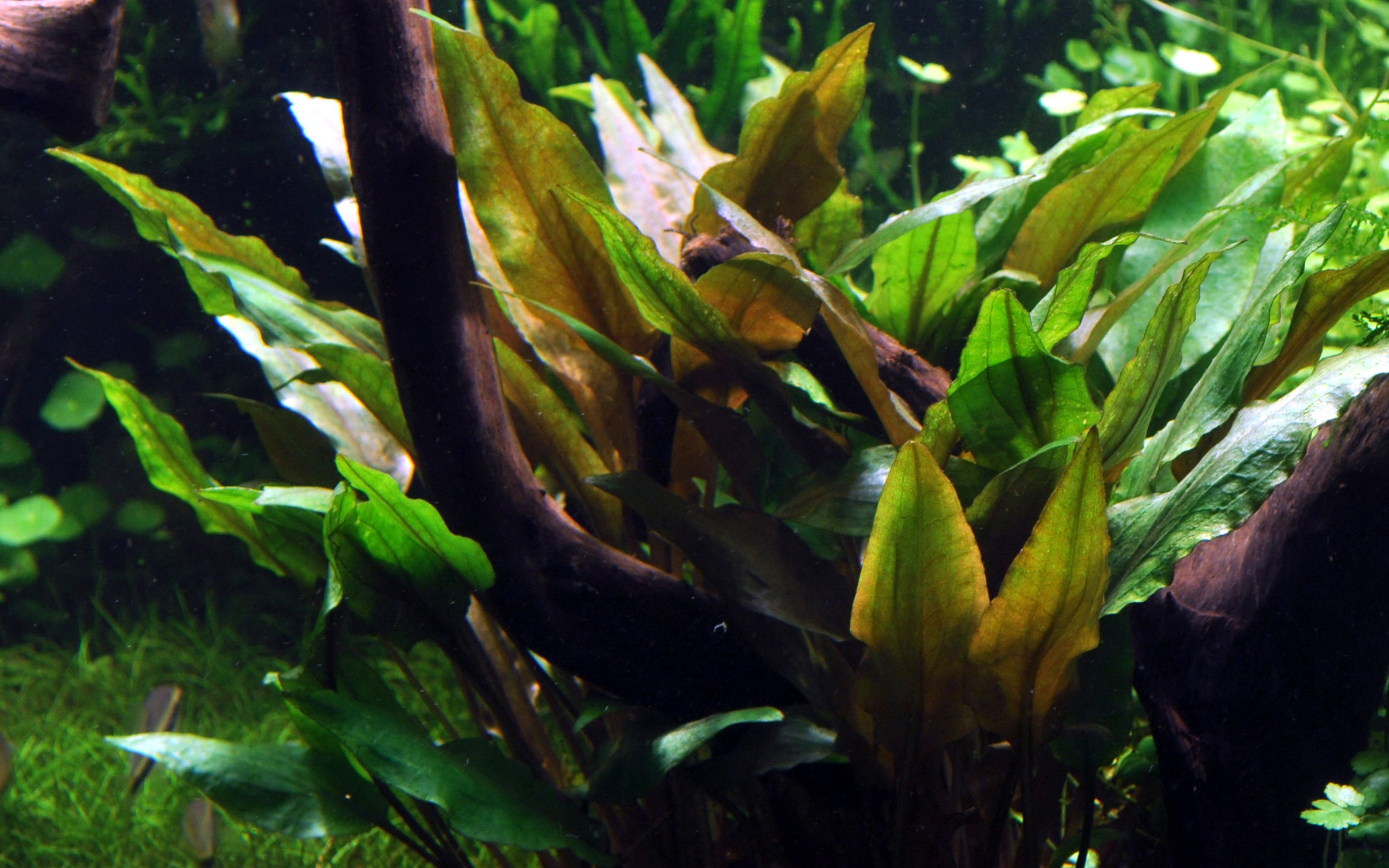Cryptocoryne undulata 'Broad Leaves' - Breitblättriger Gewellter Wasserkelch - im Topf Cryptocoryne undulata 'Broad Leaves' - Breitblättriger Gewellter Wasserkelch - im Topf