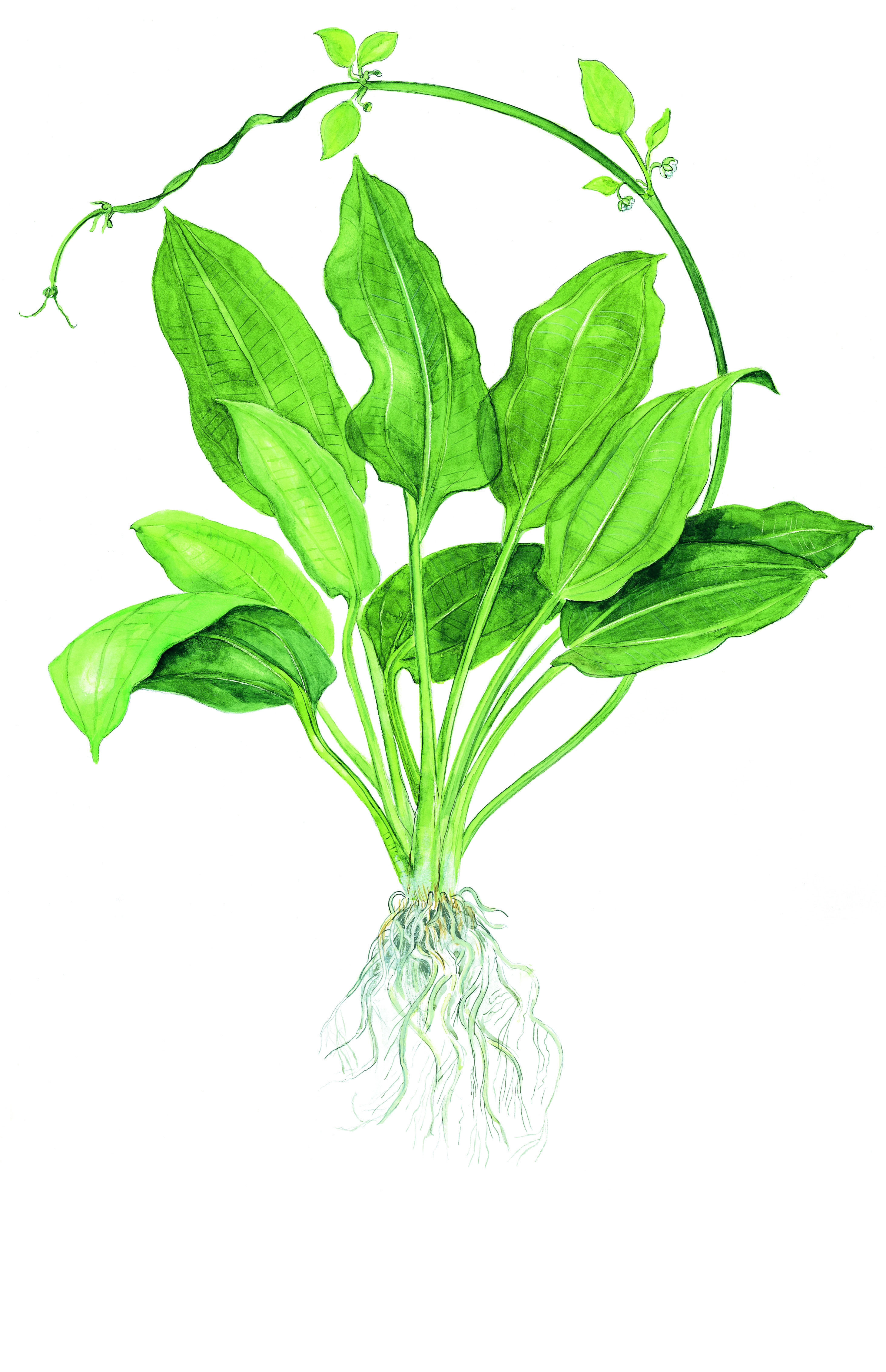 Echinodorus grisebachii 'Bleherae' - Große Amazonas-Schwertpflanze - im Topf XL Echinodorus grisebachii 'Bleherae' - Große Amazonas-Schwertpflanze - im Topf XL
